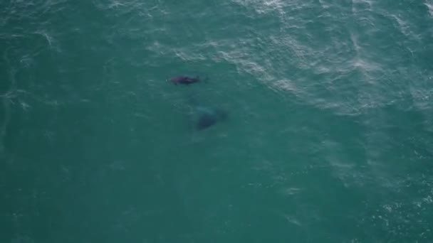 Aerial View Pod Bottlenose Dolphins Tasman Sea Drone Top — Stock Video