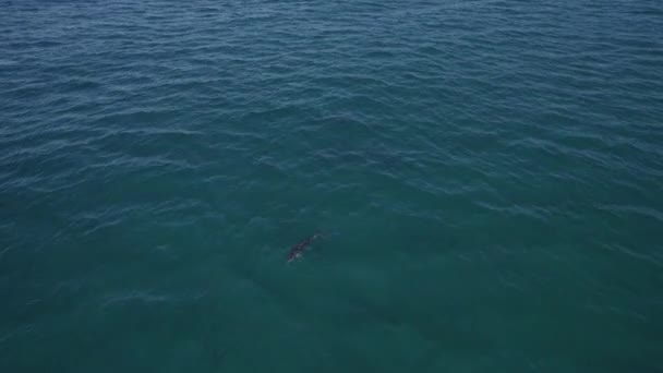 Golfinhos Engarrafados Nadando Sob Paisagem Marinha Azul Cabeça Dedo Nova — Vídeo de Stock