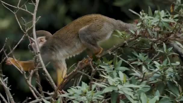 Squirrel Monkey Walking Climbing Branches Trees Tracking Close — Stock Video