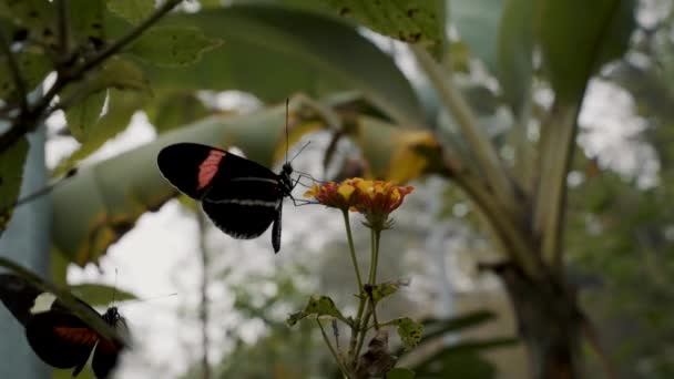 Postman Butterfly Sitting Zinnia Flower Bloom Another Butterfly Hovering Close — Vídeo de Stock