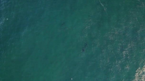 Aerial View Tasman Sea Pod Bottlenose Dolphins Drone Shot — ストック動画