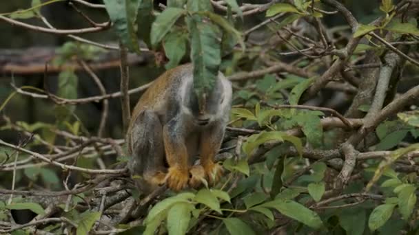 Squirrel Monkey Vai Para Baixo Árvore Selva Close — Vídeo de Stock