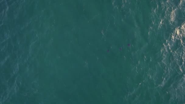 Scenic View Peaceful Blue Ocean Bottlenose Dolphins Swimming Summertime Aerial — Vídeo de Stock