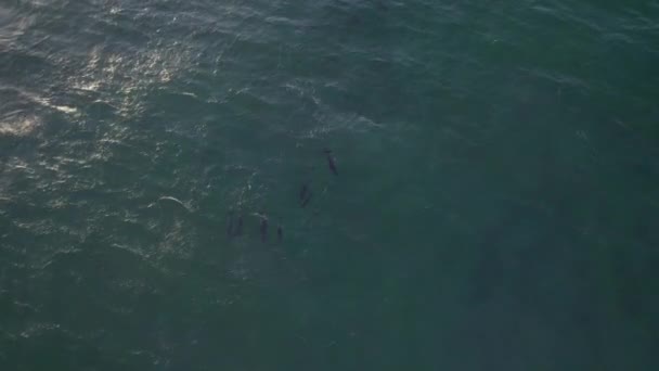 Group Bottlenose Dolphins Swimming Tasman Sea Nsw Australia Aerial Drone — Stok video