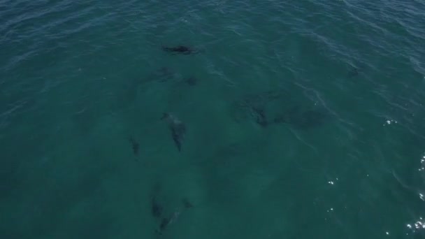 Aerial View Pod Bottlenose Dolphins Swimming Turquoise Seascape Drone Shot — Video Stock