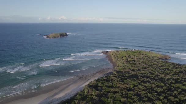 Dense Vegetation Fingal Head Cook Island Nature Reserve New South — Video Stock