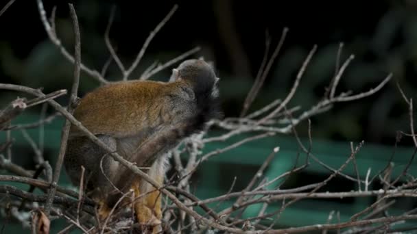 Common Squirrel Monkey Calling Others While Sitting Tree Close — Vídeo de Stock