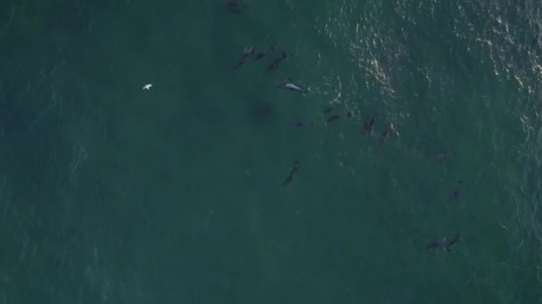 Bird Eye View Tasman Sea Pod Bottlenose Dolphins Aerial Orbit — Vídeos de Stock