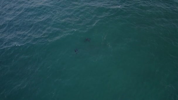 Bottlenose Dolphins Swimming Serene Tasman Sea Fingal Head Новый Южный — стоковое видео