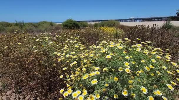 White Yellow Flowers Ventura Beach Pier Summer — Stok video