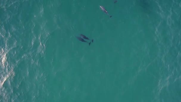 Turquoise Water Tasman Sea Pod Bottlenose Dolphins Aerial Drone Shot — Stock Video