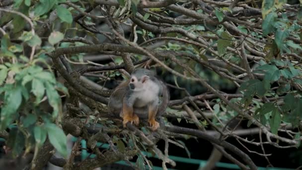 Squirrel Monkey Sitting Tree Branch Forest Low Angle Shot — Vídeo de stock