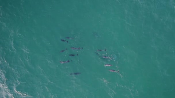 Pod Bottlenose Dolphins Swimming Turquoise Water Tasman Sea Aerial Drone — Vídeos de Stock