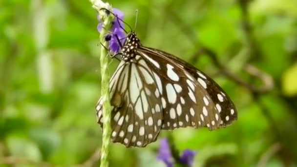 Butterfly Drinking Sucking Sucks Eating Nectar Honey Flower Pollination Black — Vídeo de stock