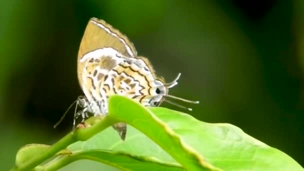 Butterfly Sitting Perched Plant Green Leaf Colourful Butterfly Insect Close — Wideo stockowe