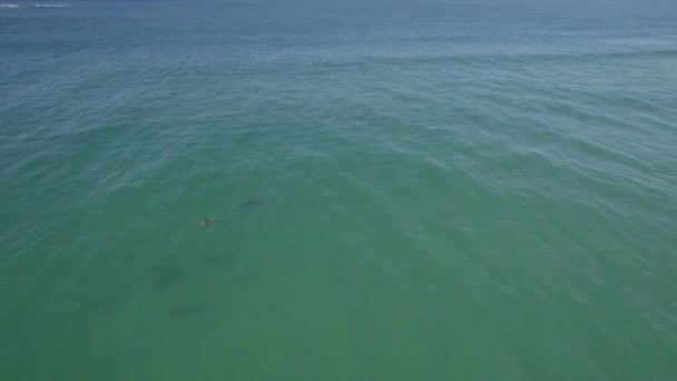 Serene Seascape Pod Bottlenose Dolphins Fingal Head New South Wales — ストック動画