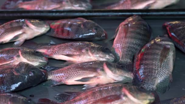 Fresh Fish Still Alive Khlong Toei Market Bangkok Fish Trying — Stockvideo