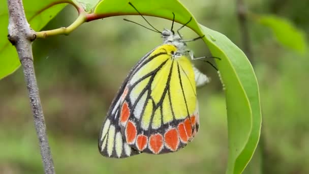 Бабочка Откладывает Яйца Зеленой Листочке Желтая Красно Белая Бабочка Близко — стоковое видео