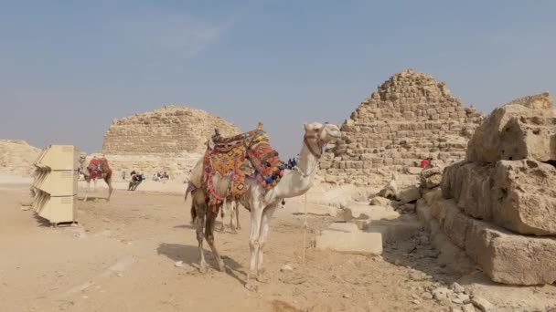 Static View Camels Tourists Ride Giza Pyramid Complex Egypt — Stock Video