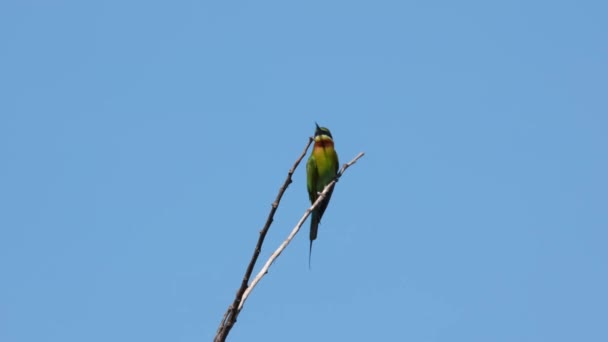 Seen Targeting Bee Flying Favorite Snack Blue Tailed Bee Eater — Stockvideo