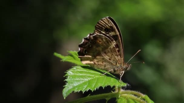 Motyl Nakrapiany Pararge Aegeria Siedzący Liściu Bramble Latem Wyspy Brytyjskie — Wideo stockowe