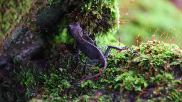 Seen Moss Covered Rock Its Side Moves Left Looking Camera — Stock video