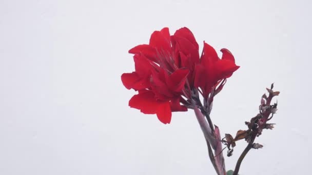 Close Beautiful Red Flower Isolated White Wall Copyspace — Vídeo de Stock