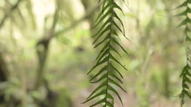 Une Fleur Branche Arbre Dans Forêt — Video