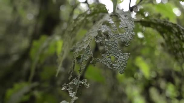 Some Leaves Were Eaten Snake — Stockvideo