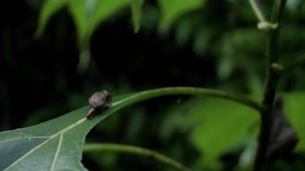 Close Shot Brown Baby Snail Resting Leaf Grass Deep Forest — Video Stock