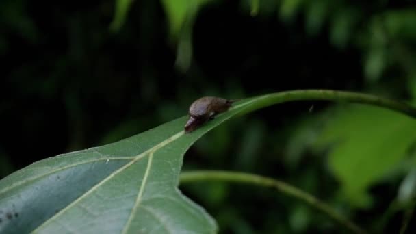 Close Shot Brown Baby Snail Resting Leaf Deep Rain Forest — Stockvideo