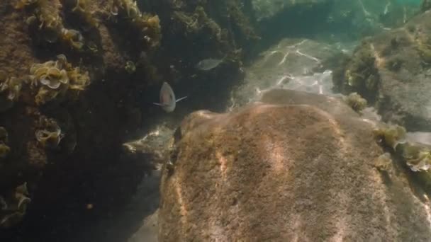 Snapper Reef Fish Swimming Rocks Reefs Water — Stockvideo
