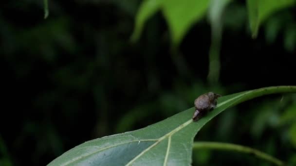 Close Shot Brown Baby Snail Resting Leaf Middle Forest Tropical — Stockvideo