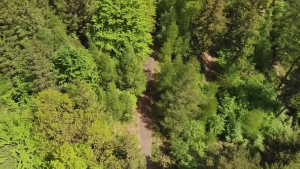 Aerial Top Shot Mountain Bike Rider Trail Woods — Vídeos de Stock