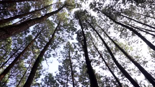 Bottom Shot Showing Huge Pine Trees Bright Sky Middle Forest — Stok video