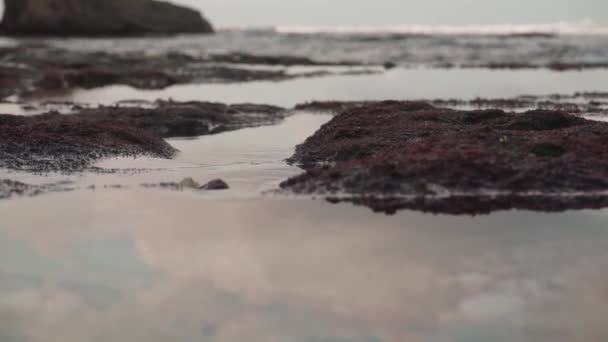 Macro Close Clean Water Stream Sea Flowing Back Sea Corals — Stock videók