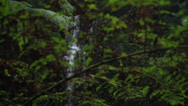 Close Shot Fern Tropical Plants Out Focus Waterfall Background — Stockvideo