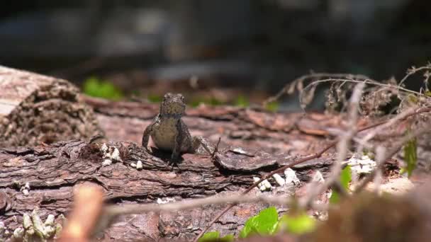 Handsome Male Eastern Fence Lizard Chest Looking Camera Surroundings — Video