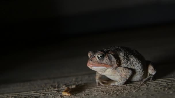 Slow Motion Southern Toad Using Tongue Grab Meal Worm Night — Stok Video