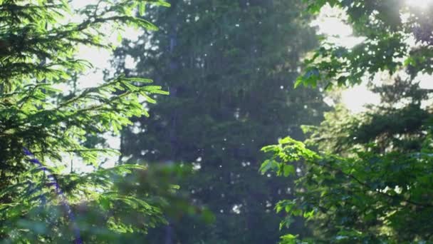 Pov Shot Insects Flying Sunlit Forest Slow Motion — Vídeo de Stock