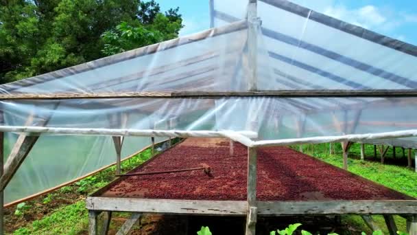 View Artesanal Cocoa Dryers Sao Tome Africa — Video