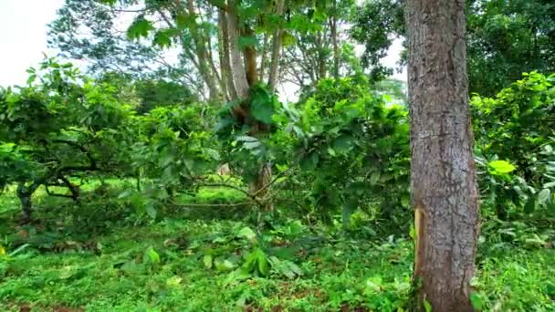 Flying Sideways Cocoa Plantation Sao Tome Africa — Vídeos de Stock