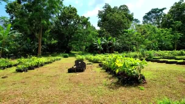 Volando Sobre Vivero Cacao Tome África — Vídeos de Stock