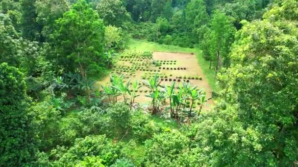 Vista Aérea Desde Vivero Del Árbol Cacao Tome África — Vídeos de Stock