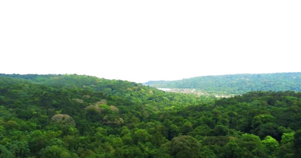 Volando Hacia Atrás Bosque Prince Island Prncipe Primera Reserva Biosfera — Vídeos de Stock