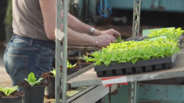 Horticulturist Putting Plants Flower Pots Brought Potting Machine Seeds Green — Vídeo de Stock