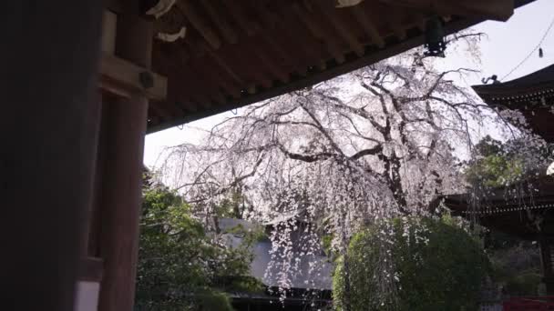Japanese Temple Yoshino Spring Sun Blooming Sakura Trees Garden — Vídeo de stock