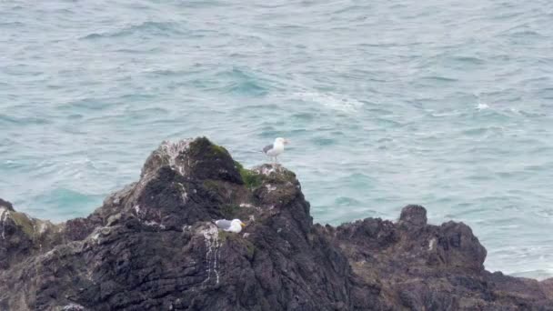 Family Nesting Seagull Birds Blue Ocean Jagged Coastline Wilderness — Stok video