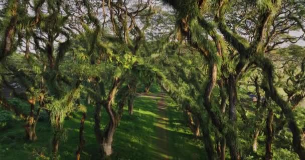 Dreamy Djawatan Forest Tall Trembesi Trees Woman Orange Dress Running — Video Stock