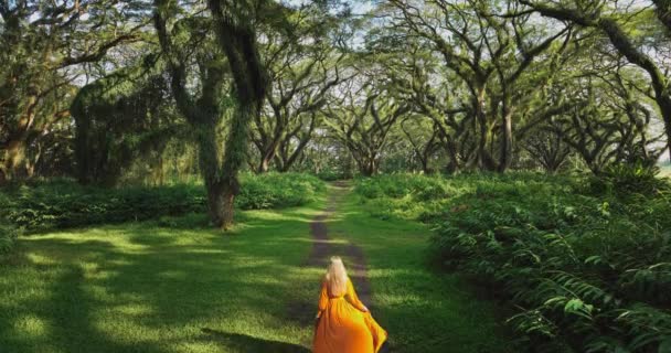 Okouzlující Blond Žena Kráčí Kouzelném Lese Djawatan Zlatým Sluncem Letecké — Stock video